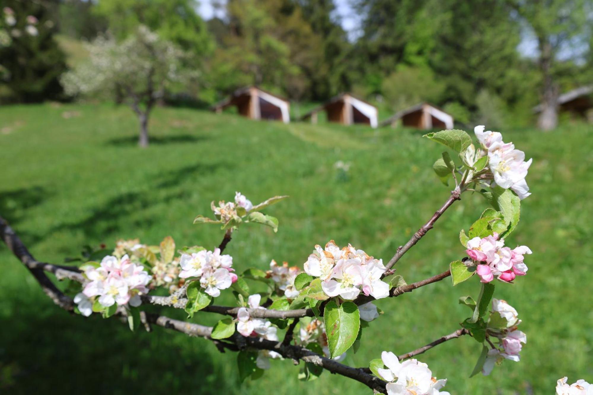 הוילה Dovje Mountain View Glamping מראה חיצוני תמונה