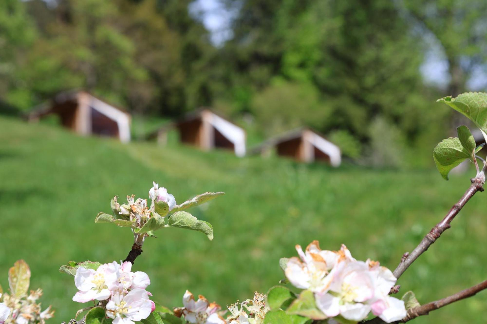 הוילה Dovje Mountain View Glamping מראה חיצוני תמונה